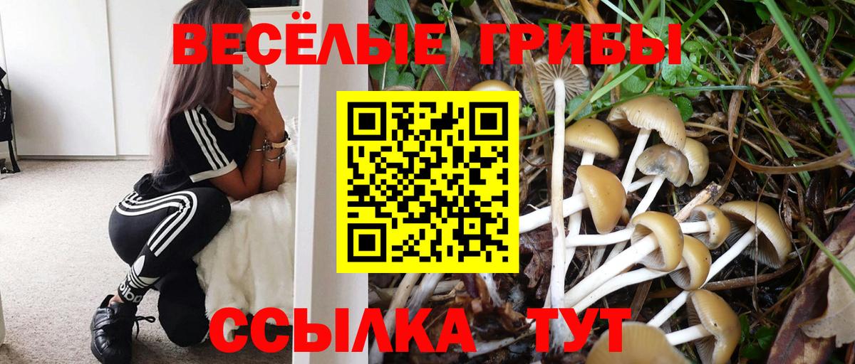 Павлово  что такое   Вход с VPN  Псилоцибиновые грибы мицелий  Галлюциногенные грибы прущие грибы 